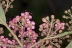 Japanese spiraea